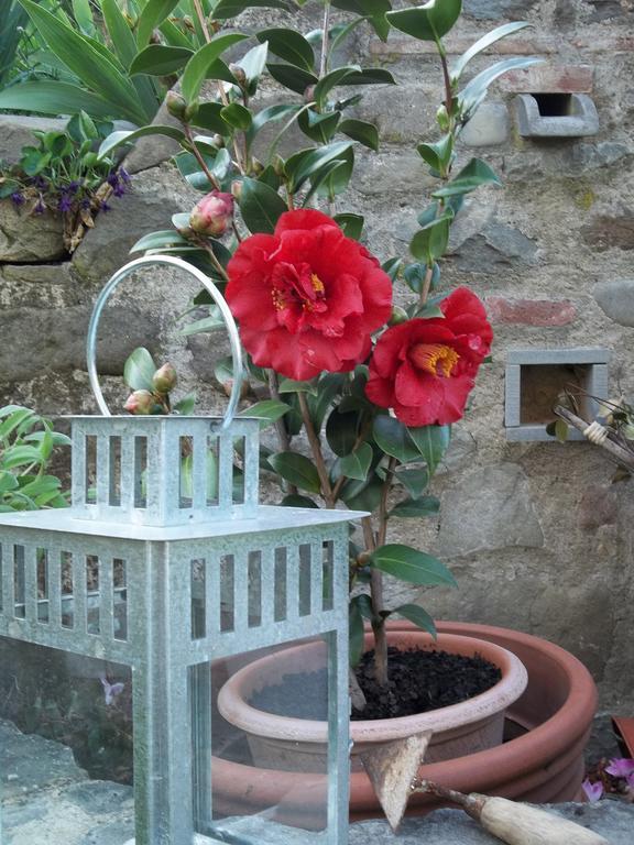 Apartamento Il Campano Collodi Exterior foto